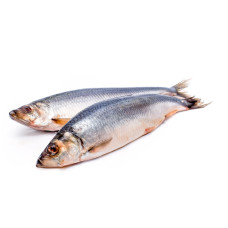 Сельдь 500+ с/м