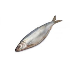 Сельдь с/м тушка 200-300 фасовка